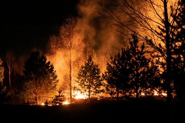 Waldbrand brennende Bäume bei Nacht
